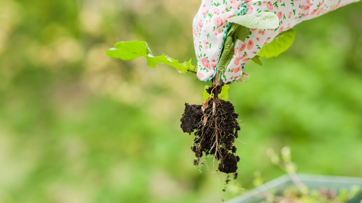 How to Stop Weed Growth Without Chemicals