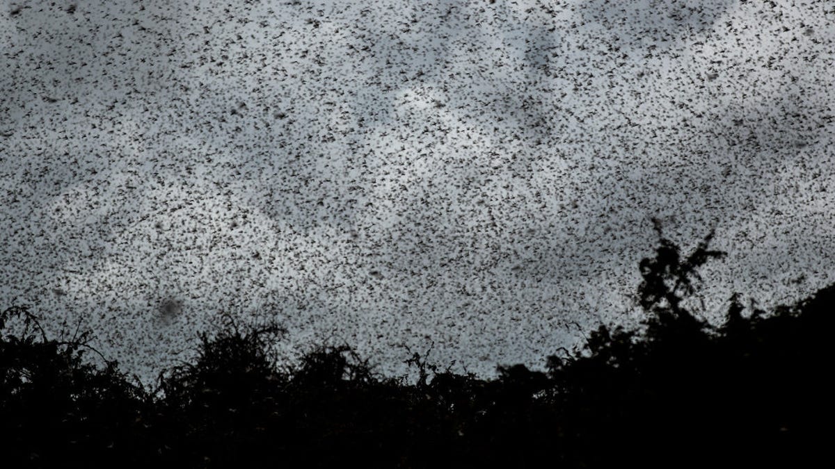 A Massive Locust Swarm Poses an 'Unprecedented Threat' to East Africa