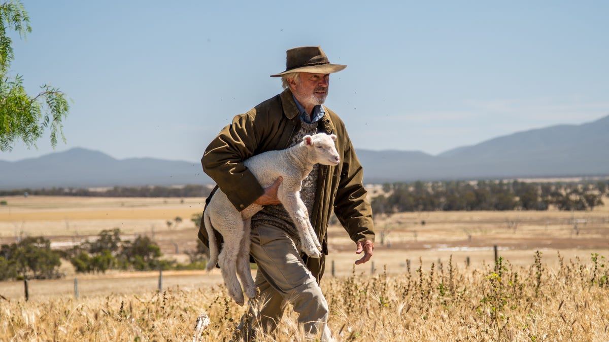 Sibling rivalry and diseased sheep drive the sentimental Sam Neill drama Rams