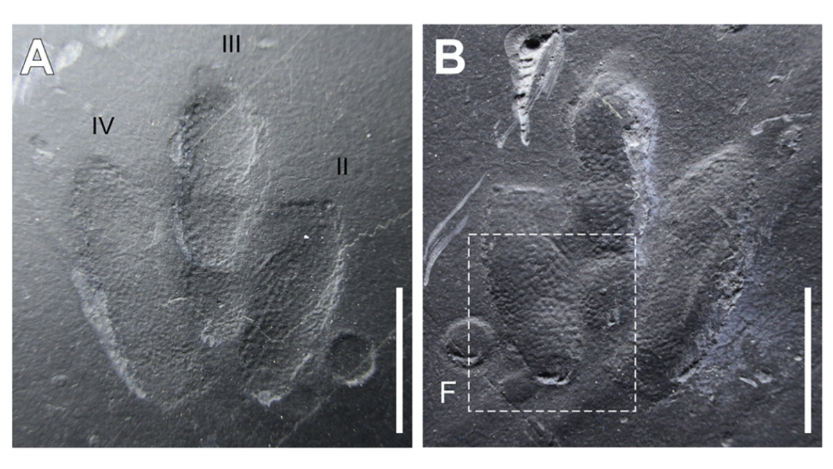 dinosaur imprint