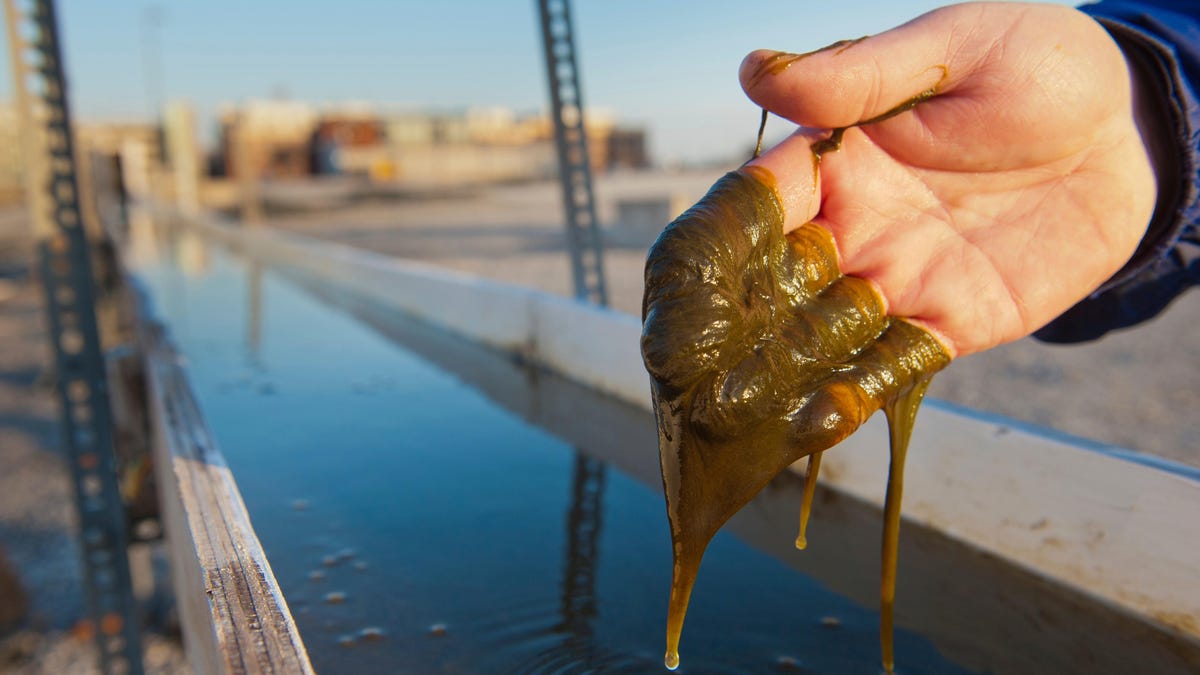 Exxon renuncia a los biocombustibles de algas tan publicitados