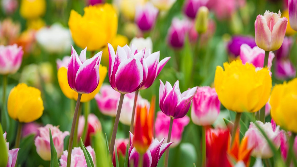 Why You Should Order Your Spring Bulbs Right Now