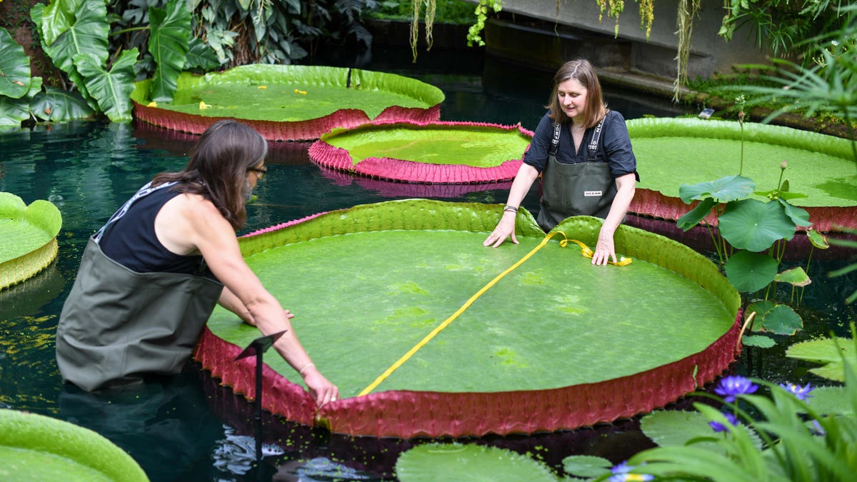 Scientists Uncover Largest Giant Lily Species