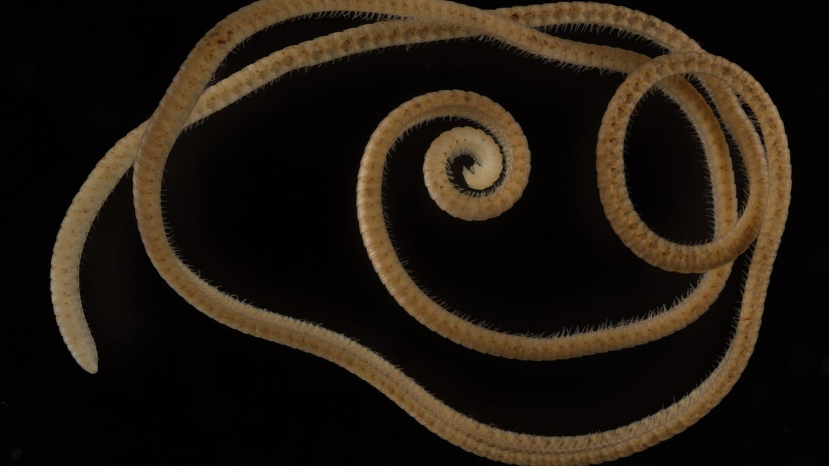 Photo of Nedávno objavená stonožka je prvá, ktorá má viac ako 1000 nôh