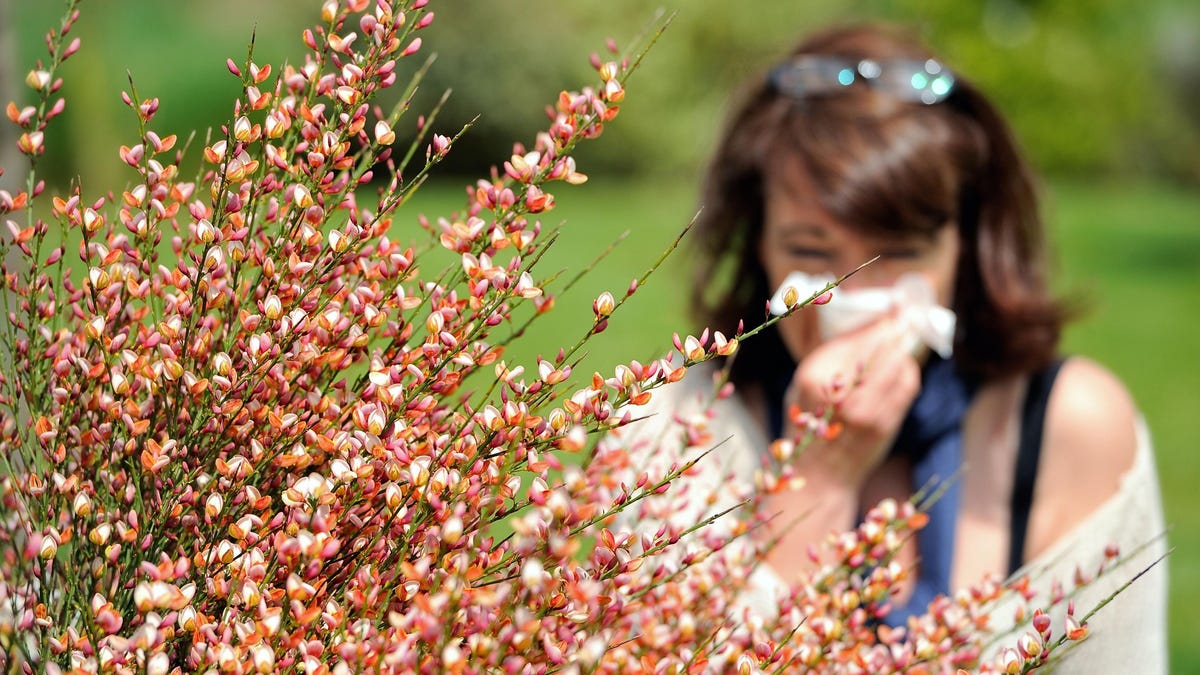 Do Allergies Raise Risk of Mental Illness? New Study Finds No Causal Link thumbnail