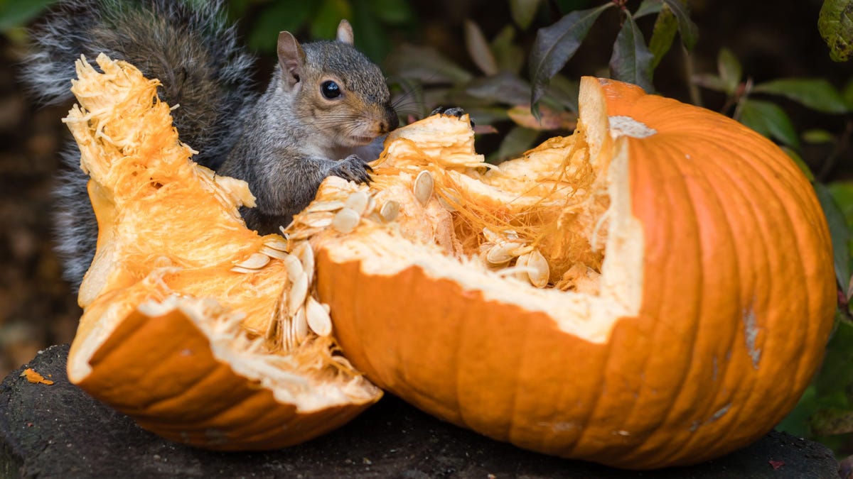 How To Keep Squirrels From Destroying Your Pumpkins how-to-keep-squirrels-from-destroying-your-pumpkins