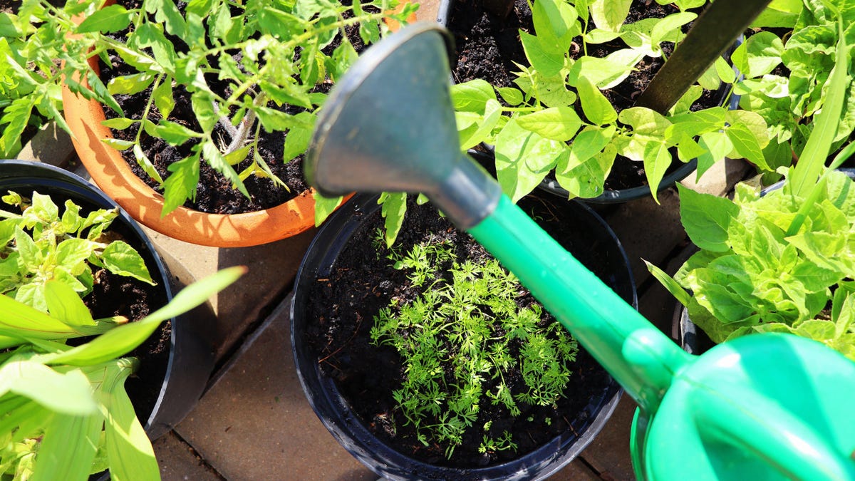 Verwenden Sie diese Mittsommer-Checkliste, um Ihren Garten wachsen zu lassen