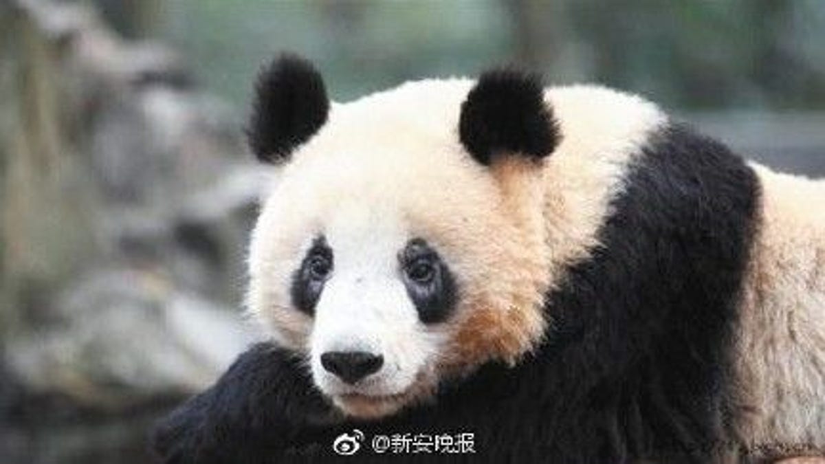 Scientists puzzled by pandas' black eye patches turning white