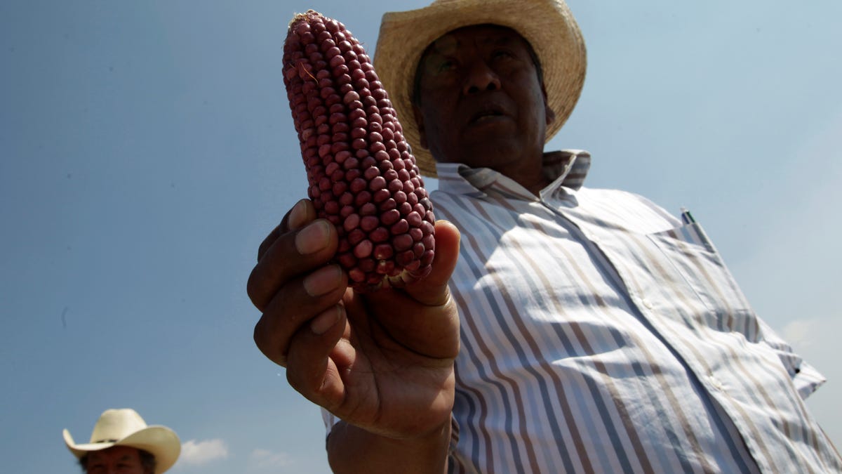 Mexico softens its ban on genetically modified corn after being pressured by the US