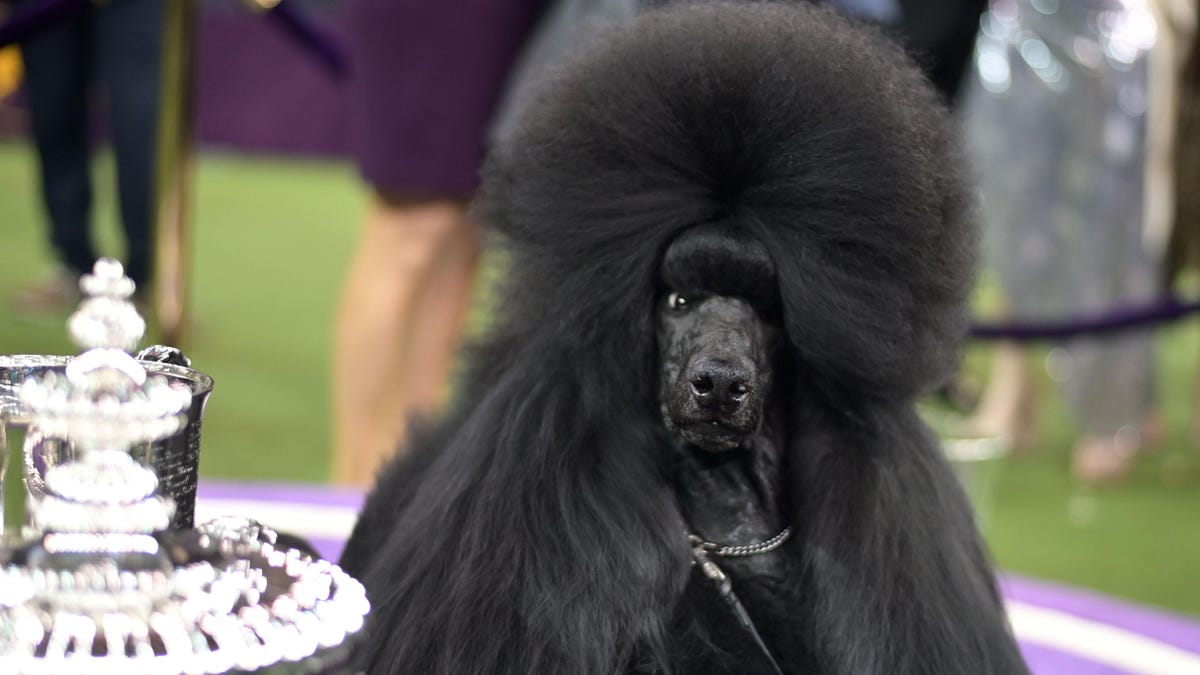 Best In Show Poodle Tearfully Advocates For Joaquin Phoenix Rights