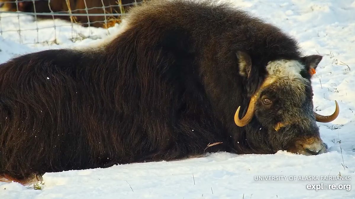 Hell Yeah, Theres a Musk Ox Cam