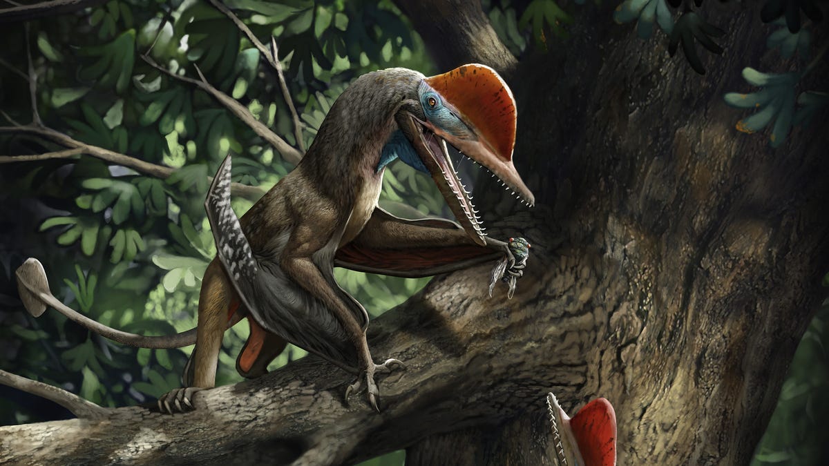 first pterosaur