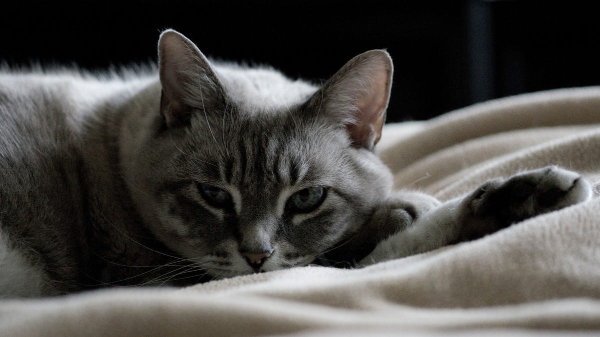 thyroïde chat cause