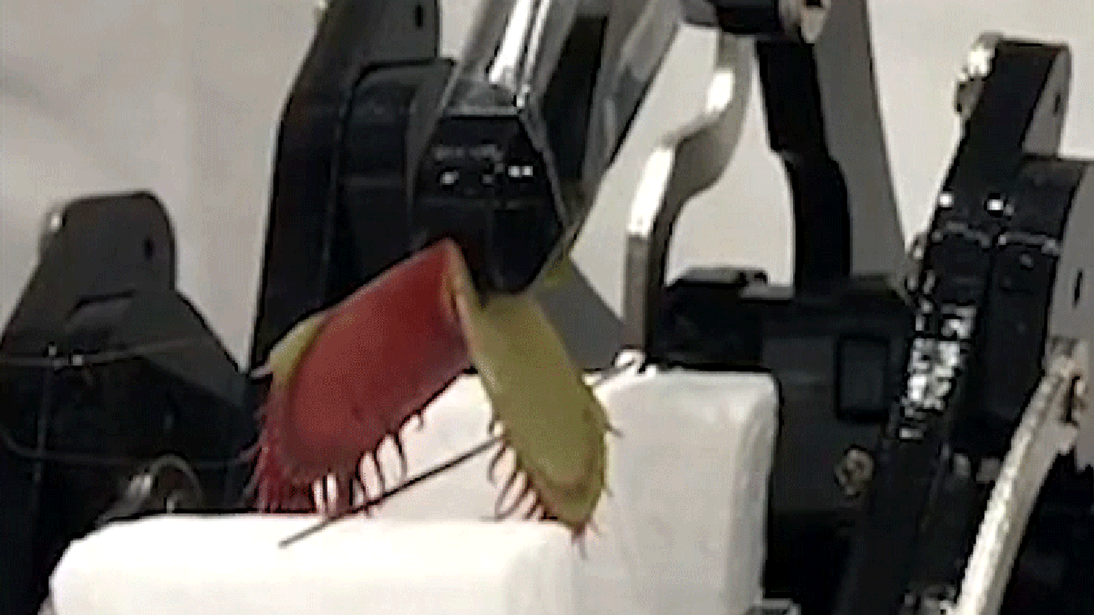 Researchers Turned a Venus Flytrap Into a Cyborg Robotic Gripper