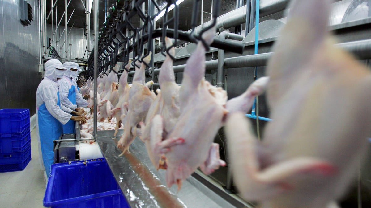 Health Department Gives Tyson Plant ‘D’ Grade After Discovering Raw Chicken Contaminating Nearly Every Surface