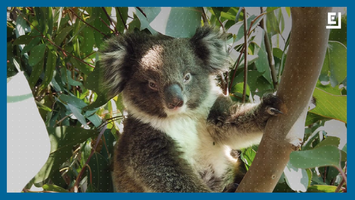 Australia's Wildlife Just Can't Catch a Break