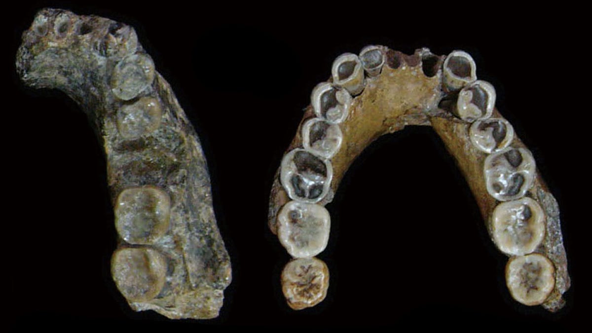An Extinct Human Species May Not Have Evolved in Asia After All, New Research Suggests