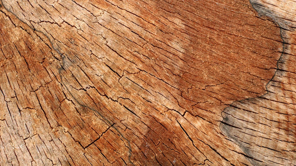 The Difference Between Hard And Soft Wood Has Zero To Do With Hardness