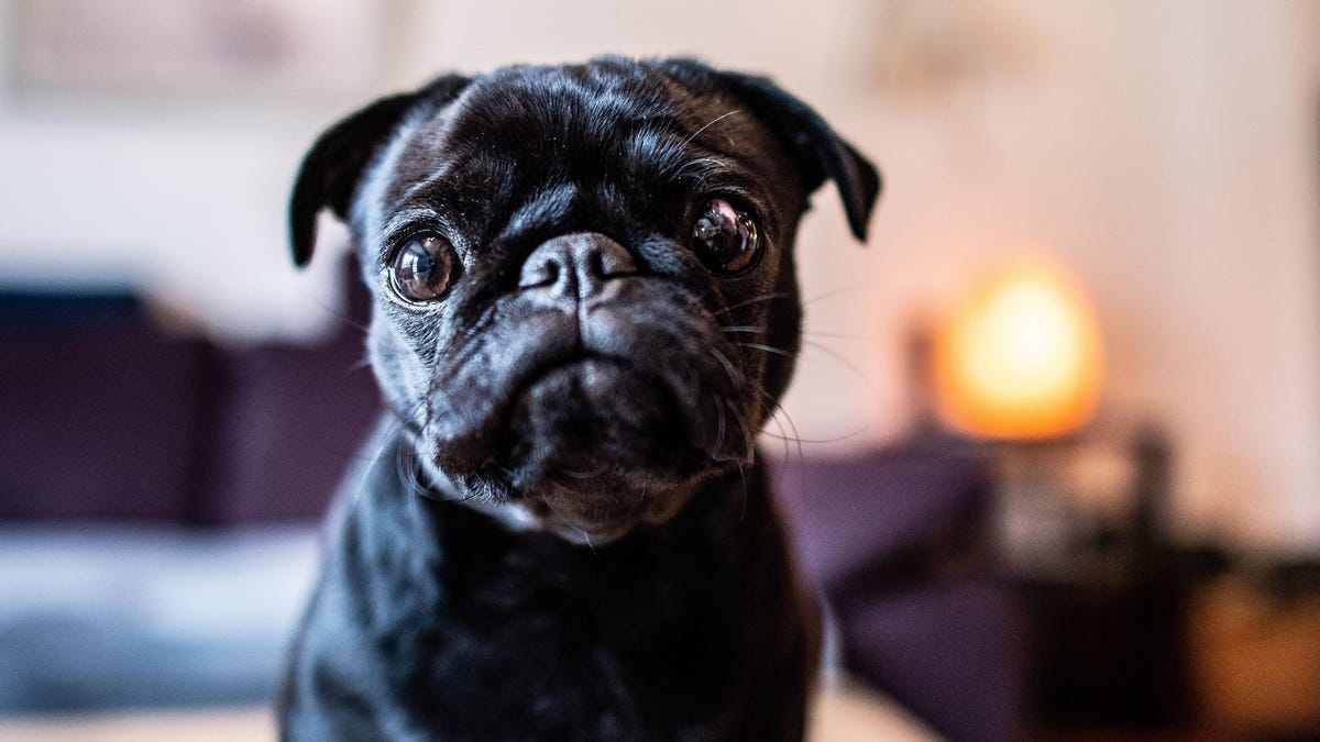 Scientists Need 10,000 Dog Volunteers for Very Important Research