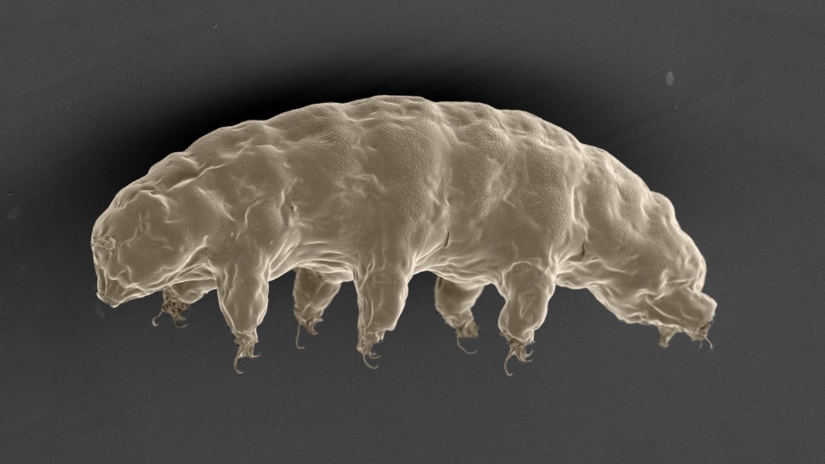 Scientists Say Tardigrades Will Be the Last Animals On Earth