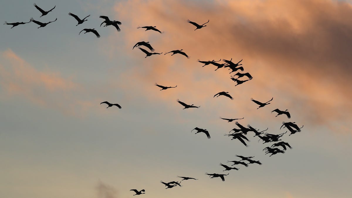 late bird migration and late winter