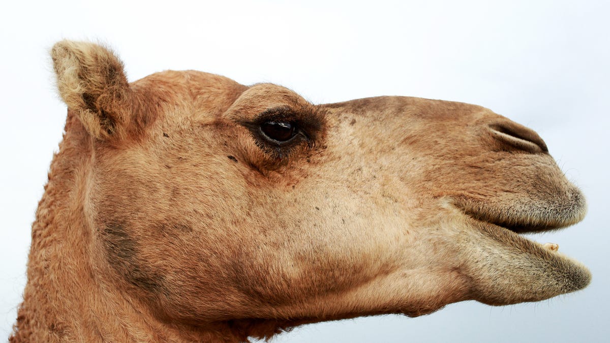 The Latest Victims of Australia's Record Drought: 10,000 Feral Camels - Gizmodo