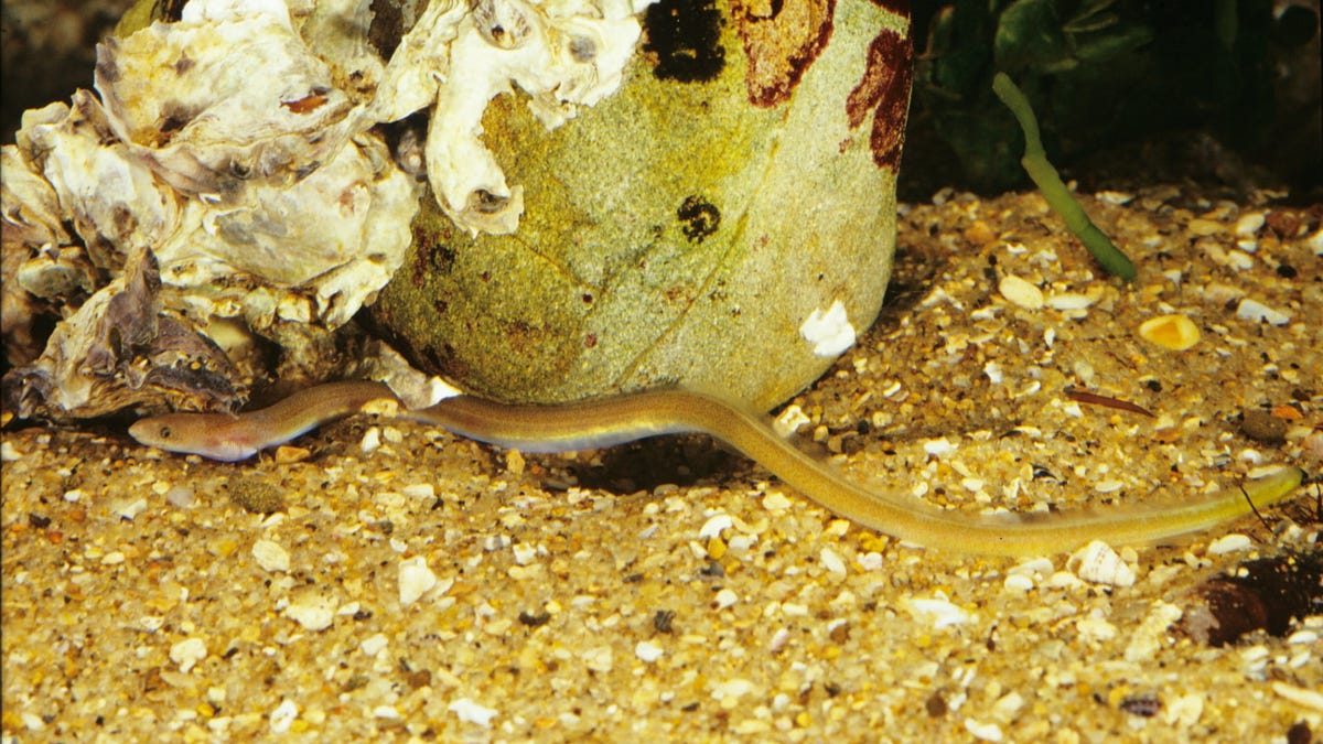 Esta Anguila Puede Excavar En El Estomago De Sus Depredadores