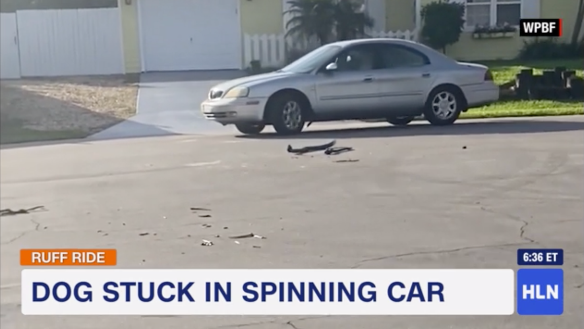 Good Boy, Bad Driver