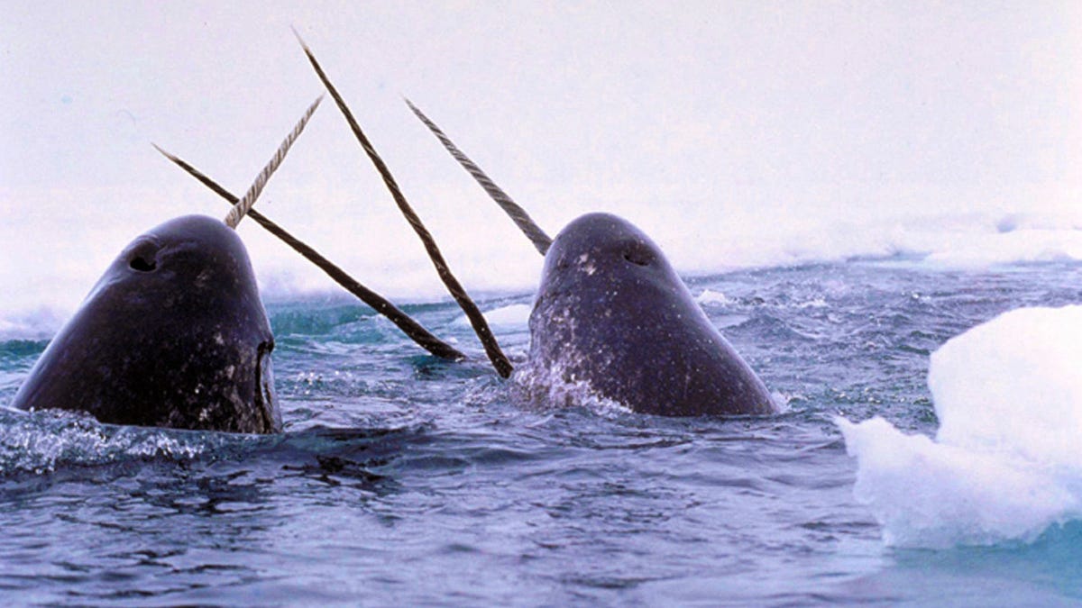 Scientists Record Rarely Heard Sounds Made by Narwhals - Gizmodo