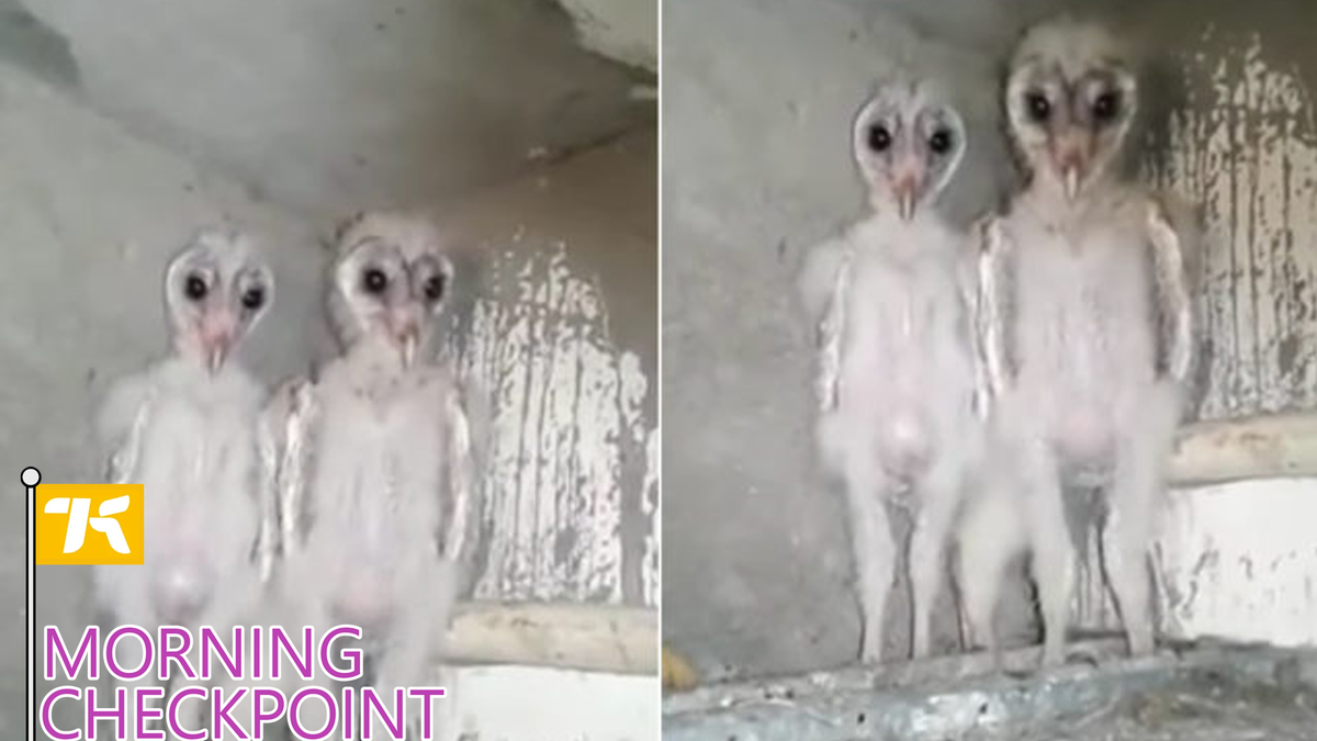 Someone Call Mulder I Got Aliens In My Attic