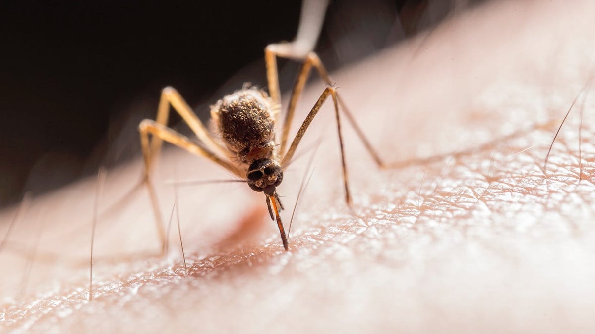 El escondite de los mosquitos para desaparecer en invierno