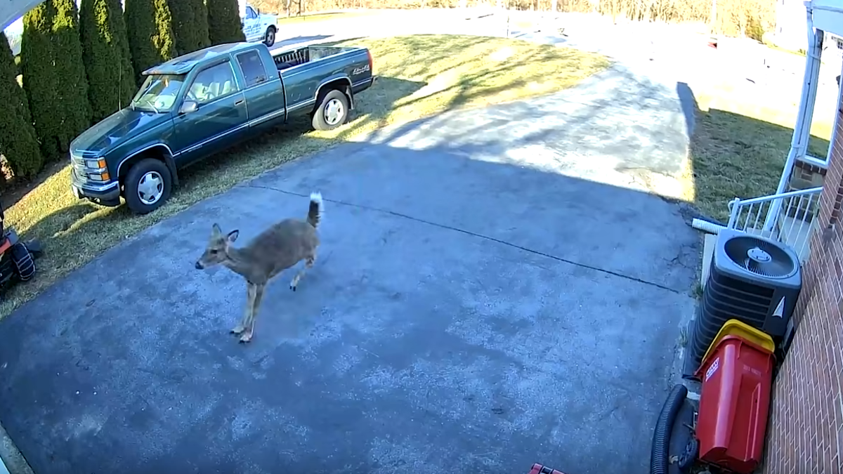 Enjoy the natural glory of a deer walking in a garage door