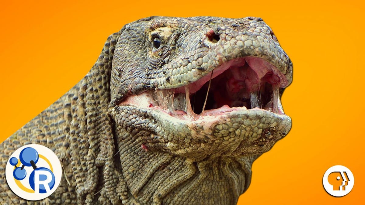 Komodo Dragon Blood Could Save Your Life One Day Komodo Dragon Blood Could Save Your Life One Day