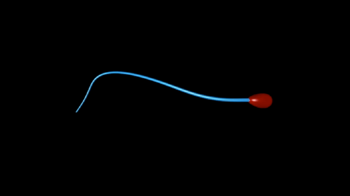 How Sperm 'Swim' May Be Nothing But an Optical Illusion