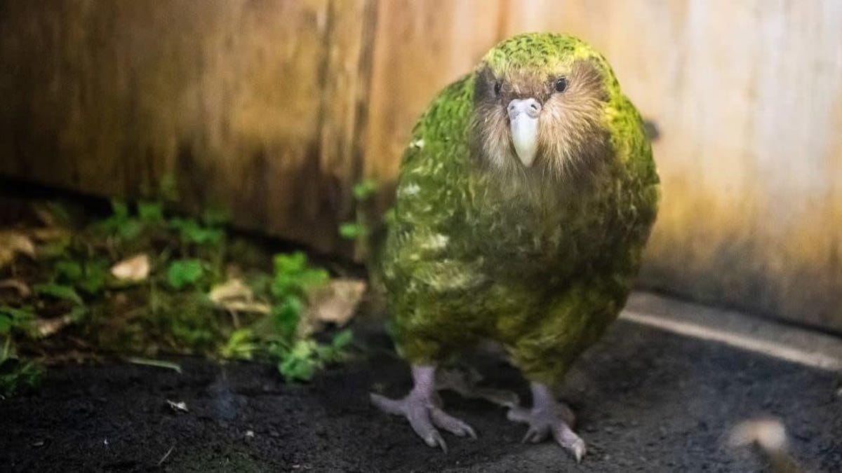 Voter fraud uncovered in Bird Of The Year elections