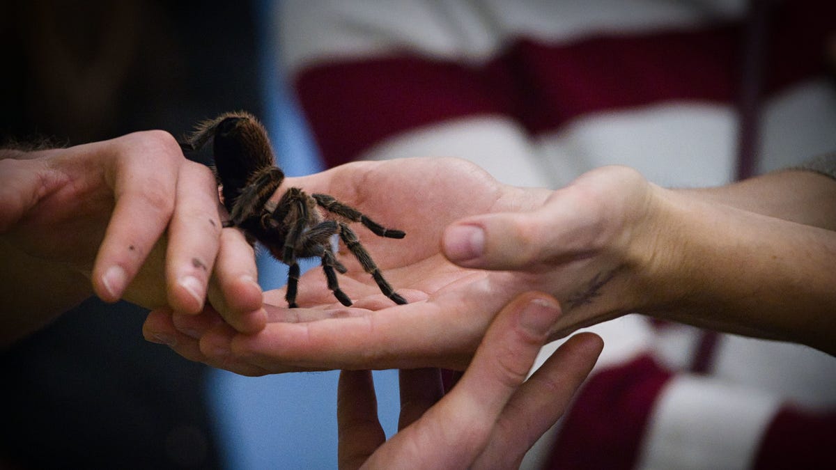 photo of Farewell, Emotional Support Spider image