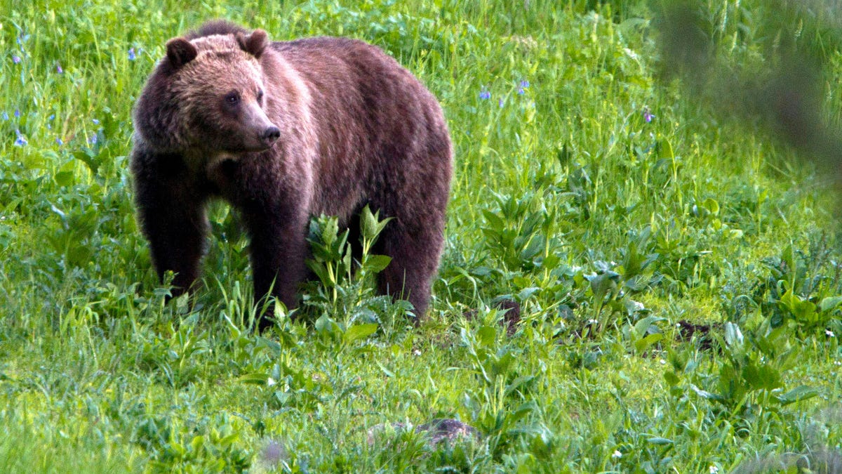 Scientists Found the Oldest Known Grizzly Bear in Yellowstone