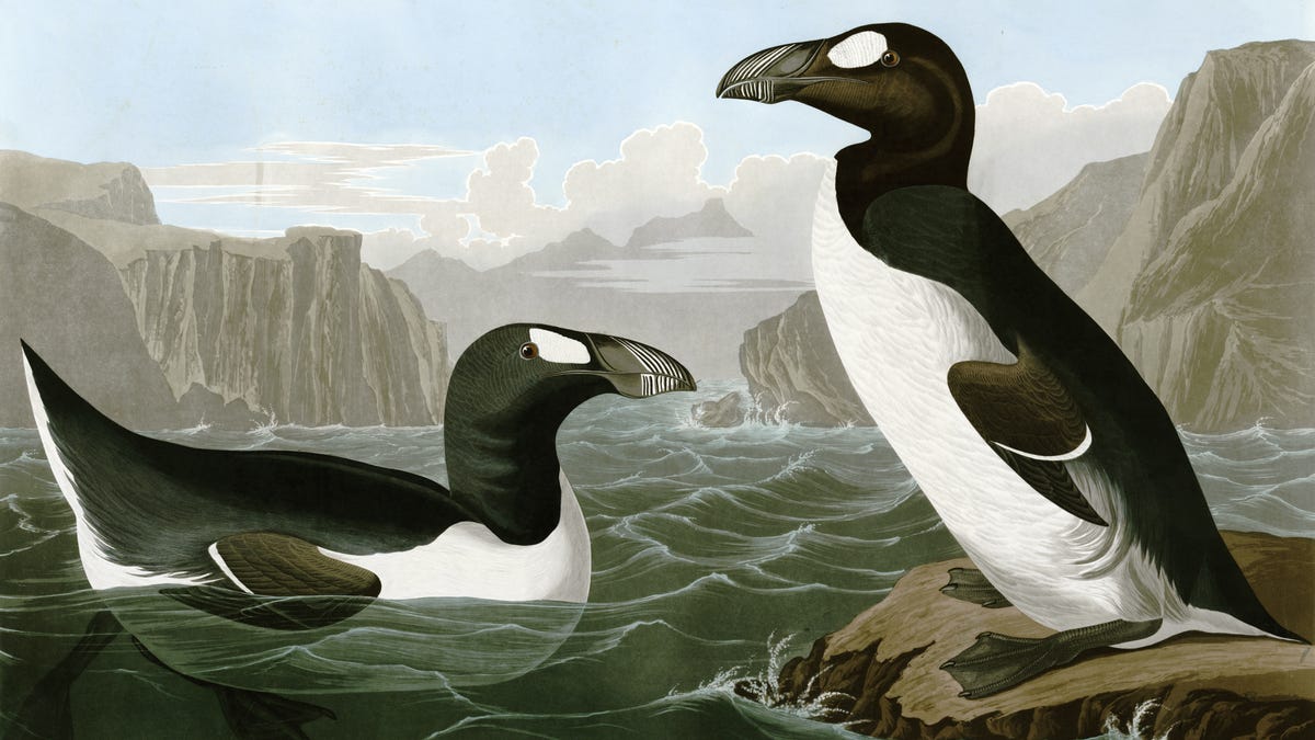Humans Alone Were Responsible For This Big Atlantic Seabird's Extinction, New Evidence Shows