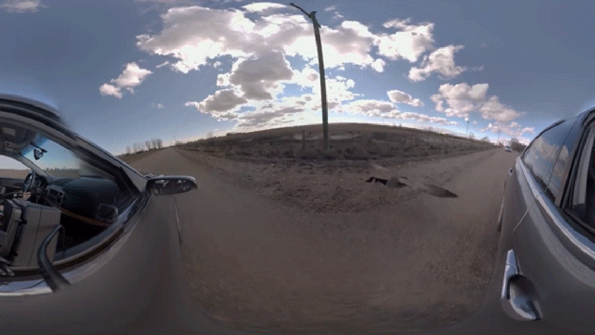 360 176 Video Of Goose In Love With Car Shows Why All Local