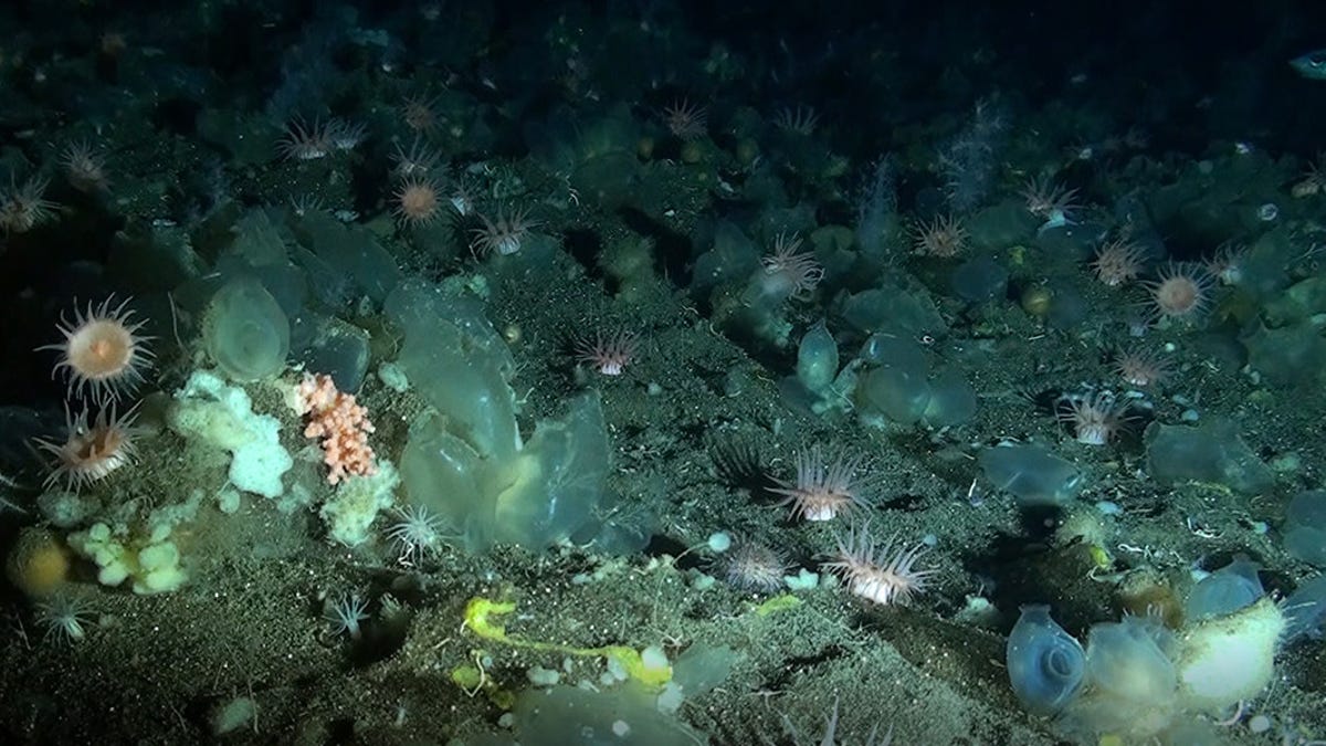 Scientists learn some mysteries about deep-sea sponges in the Arctic
