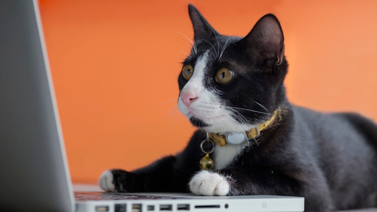 Cat Wrecks Video Game Stream By Barfing So Hard It Breaks A Computer