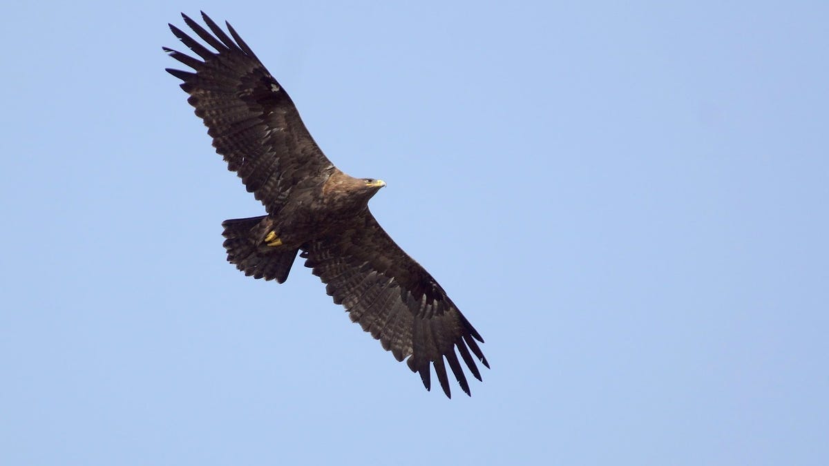 Tagged Russian Eagles Rack up Enormous Cell Phone Bill From ...