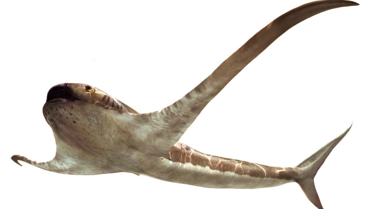 The Weirdo Manta shark was found fossilized in Mexican limestone