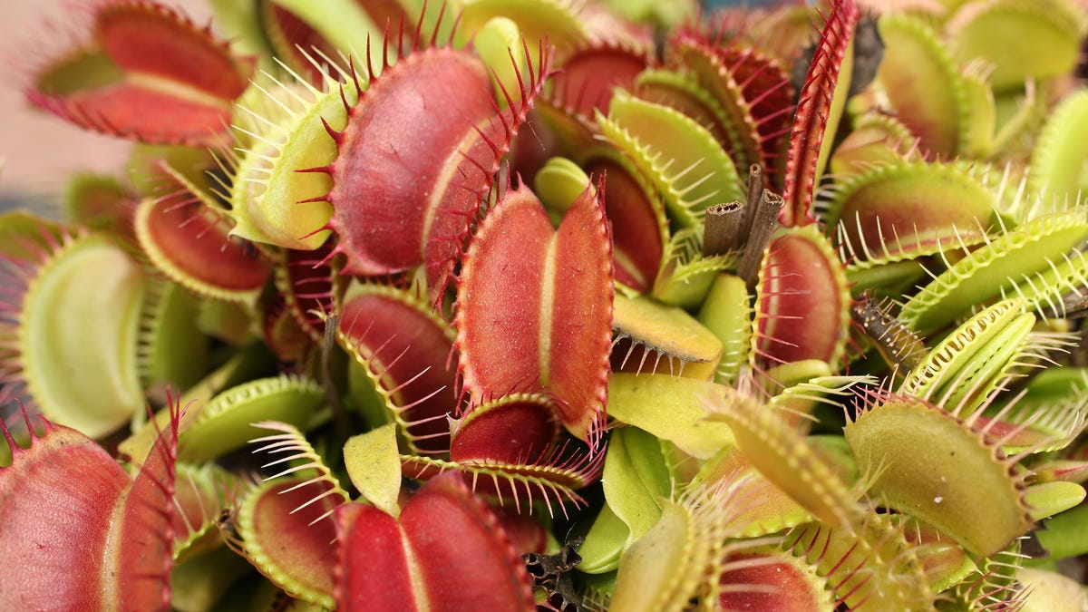 What do Venus Flytraps do with magnetic fields?