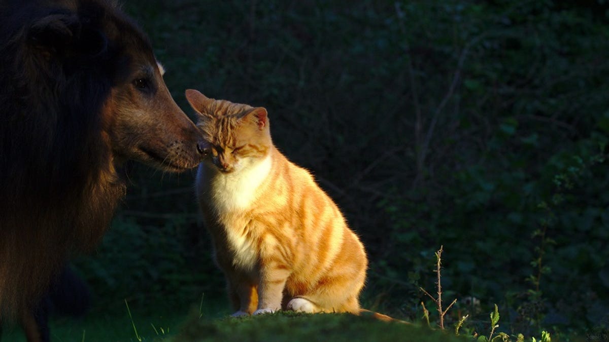 How To Find A Lost Dog Or Cat