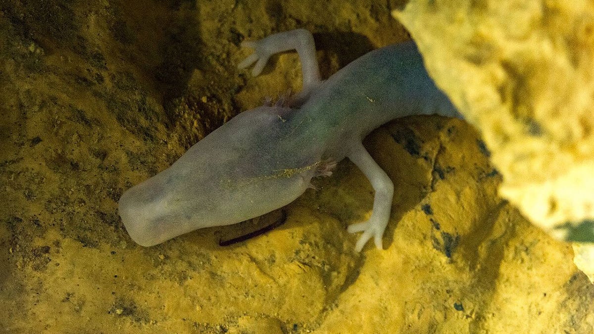 Los biólogos están fascinados con una salamandra que lleva más de 2.500 días sin moverse de su posición