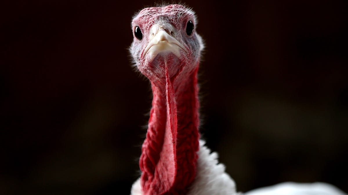 CDC Tells Americans Not to Travel For Thanksgiving - Are You Listening?