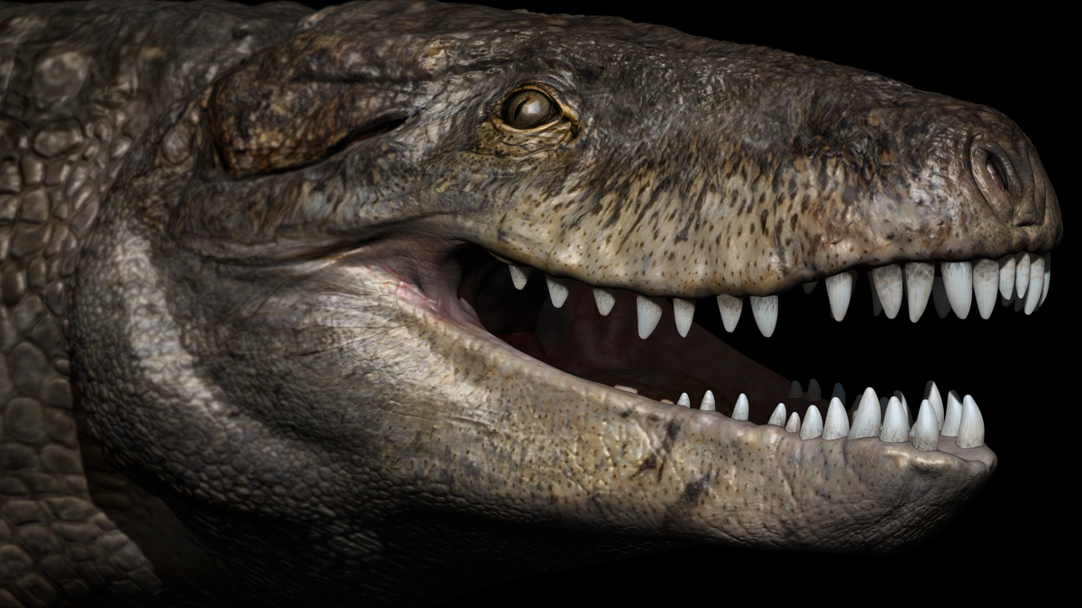 Nightmarish Crocodile Relative Terrorized Dinosaurs In Prehistoric Madagascar Nightmarish Crocodile Relative Terrorized Dinosaurs In Prehistoric Madagascar