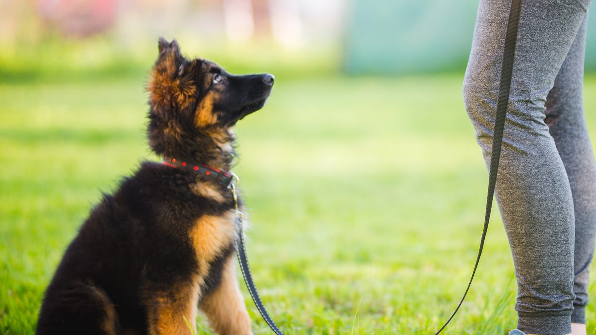 How to tell if your dog is as smart as you think they are