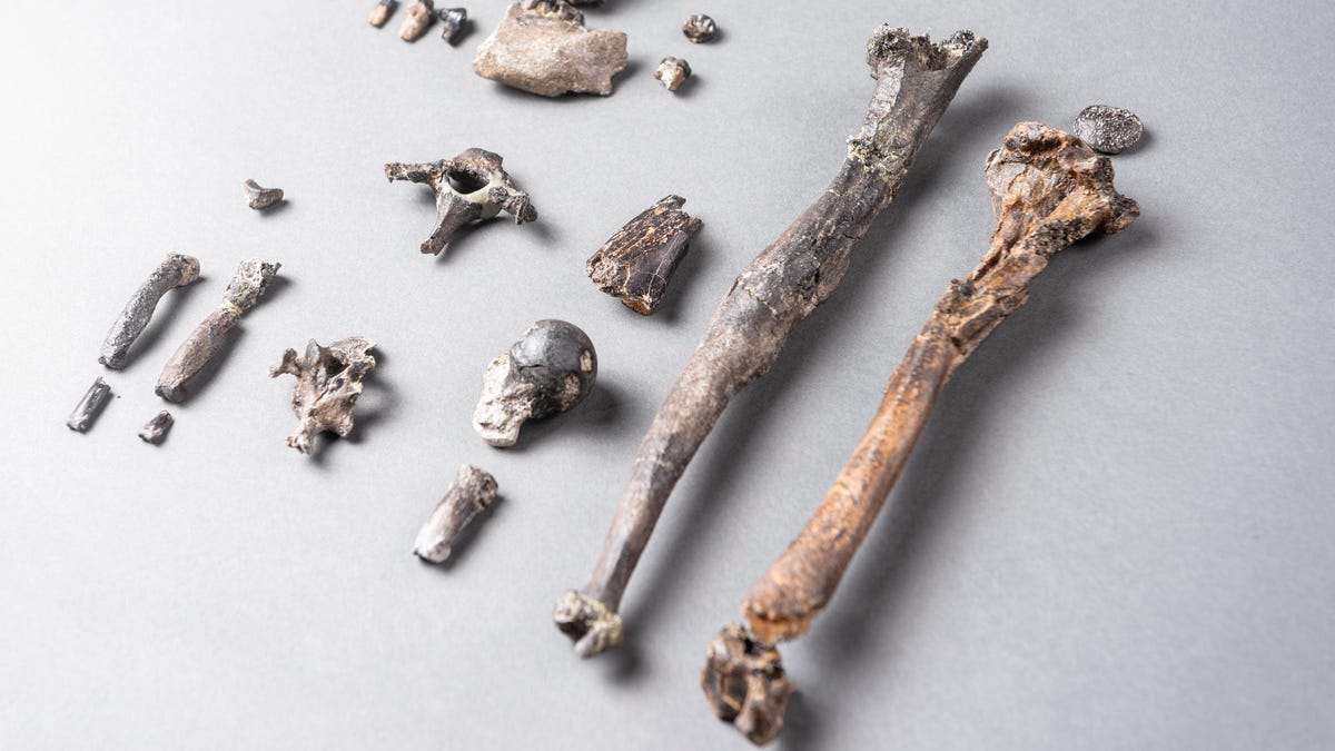 Ancient Apes May Have Learned to Walk Upright in the Trees